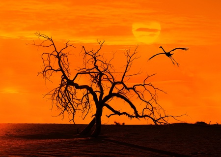 bulrushes against sunlight over sky background in sunset with a flighting bird の写真素材