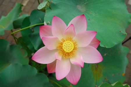 lotus flower の写真素材