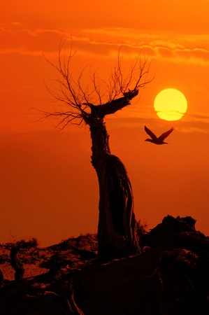 dead tree against sunlight over sky background in sunset with a flighting bird 
の写真素材