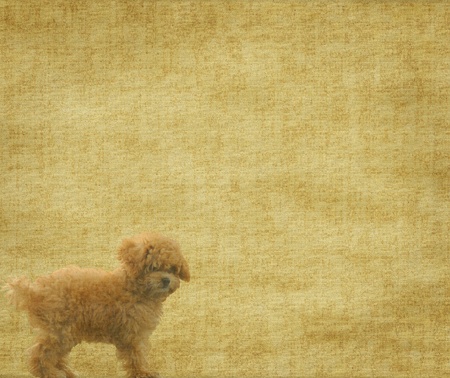 vintage wallpaper background with toy poodleの写真素材