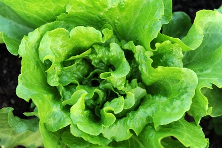 healthy lettuce growing in the soil 
の写真素材