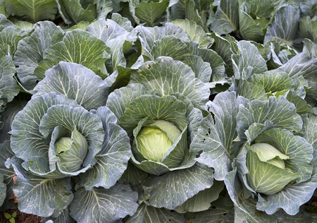 head of cabbage