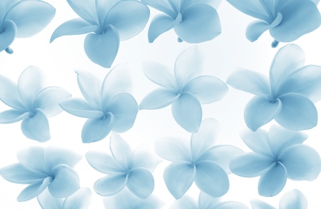 frangipani or plumeria tropical flower の写真素材