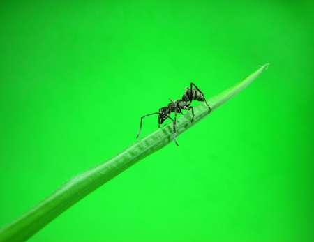 ant on grass                               