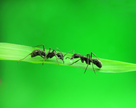 ants on green grass                               の写真素材