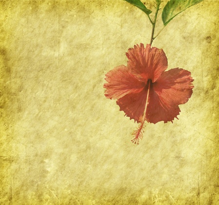 chinese hibisci Rosae-Sinensis Flower with set of abstract painted background の写真素材