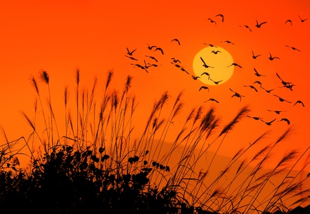 reed stalks in the swamp against sunlight.の写真素材