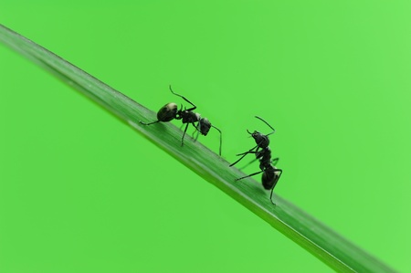 ants on a green grassの写真素材
