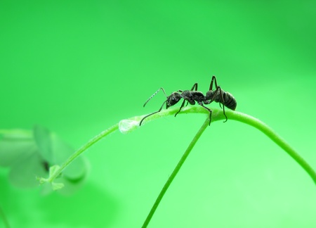                        ants on a green grass        の写真素材