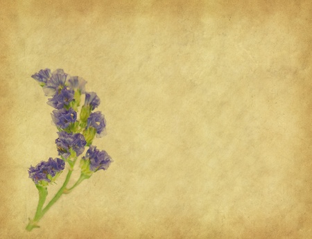 lavender on paper backgroundの写真素材