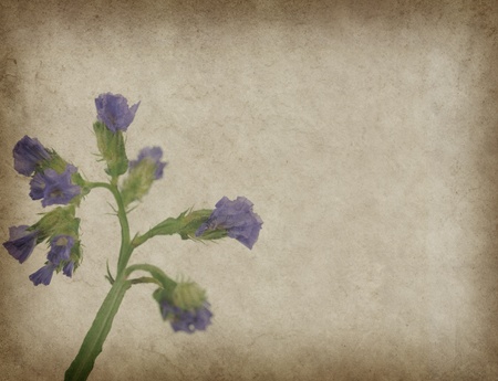 lavender on paper backgroundの写真素材