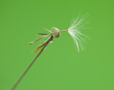 Close-up of dandelion seed