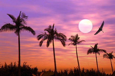 Palm tree silhouette on paradise sunset on the beachの写真素材