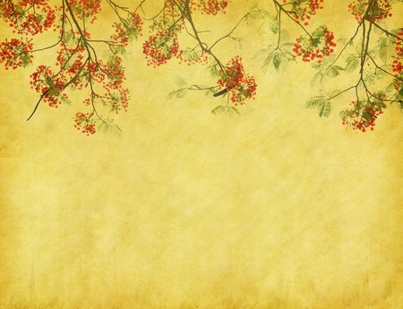 Peacock flowers on tree with Old antique vintage paper background 
の写真素材