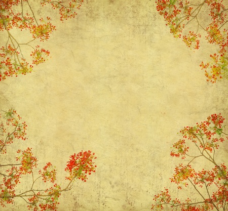 Peacock flowers on tree with Old antique vintage paper background の写真素材