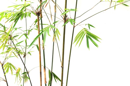 bamboo background の写真素材