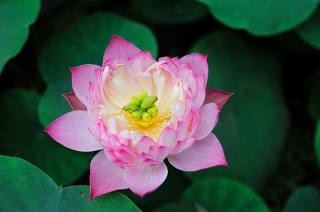 lotus flower 
の写真素材