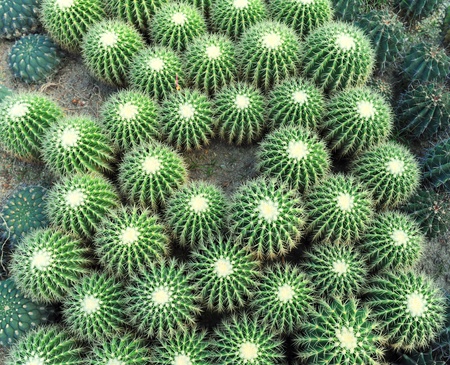 Tropical green cactusの写真素材