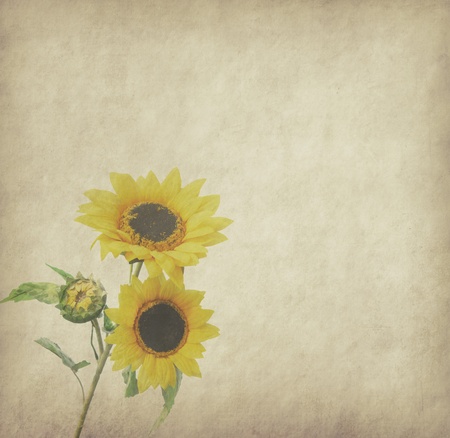 sunflower on paper backgroundの写真素材
