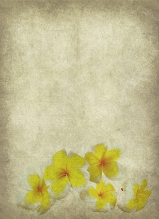 frangipani or plumeria tropical flower with old grunge antique paper texture の写真素材