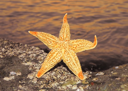 Starfish and sunset on the beach の写真素材