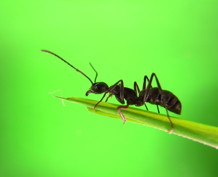 ants on a green grass                                     の写真素材