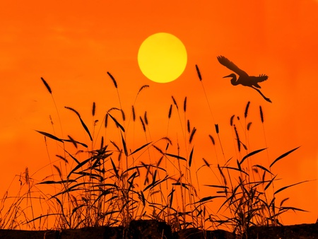 sunset with a flighting bird の写真素材