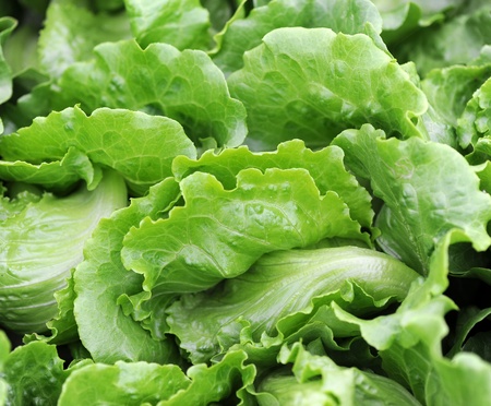 lettuce growing in the soil 
の写真素材