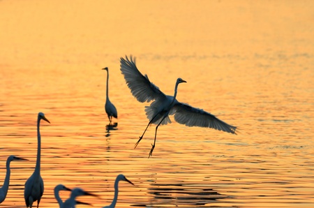 Egrets play in the water 
の写真素材