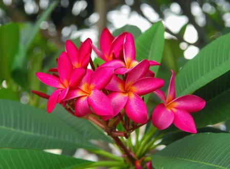 frangipani or plumeria tropical flower の写真素材