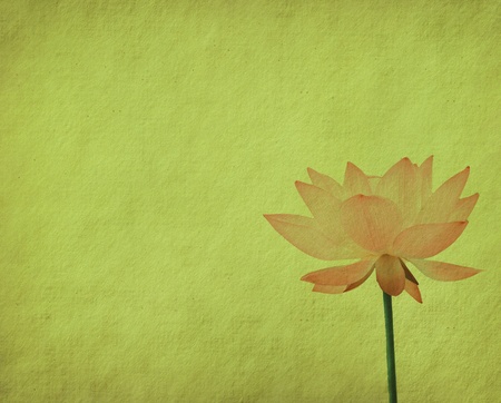 lotus with set of abstract painted backgroundの写真素材