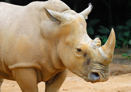 rhinoceros の写真素材