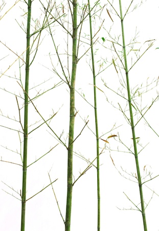 Tree trunkの写真素材