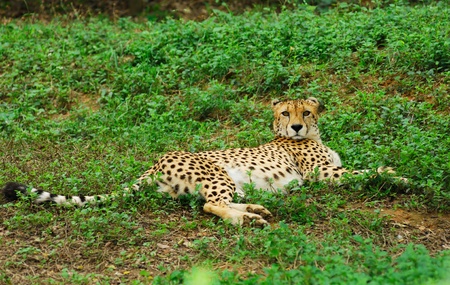 Leopard Resting の写真素材