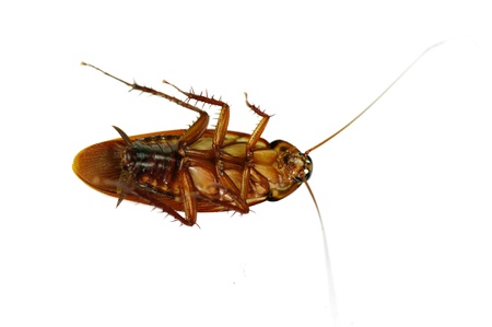 death cockroach on white background. 