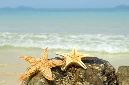 starfish on reef seacoast 