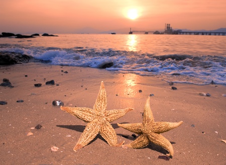 Starfish and sunset on the beach