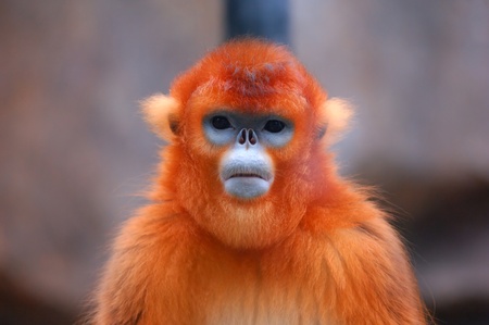 Closeup of a monkeyの写真素材