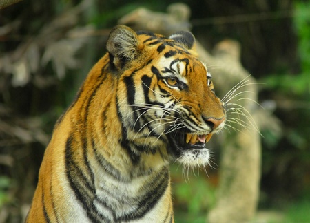 tiger の写真素材