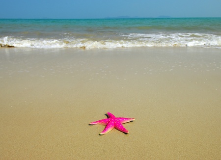 starfish on reef seacoast 