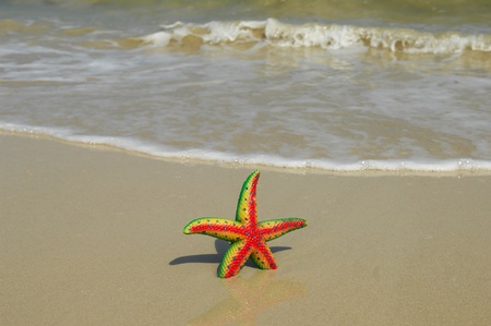 starfish on reef seacoast の写真素材