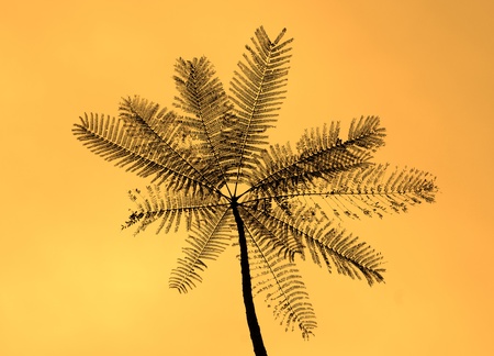 sunset over Caribbean Sea, Barbados の写真素材