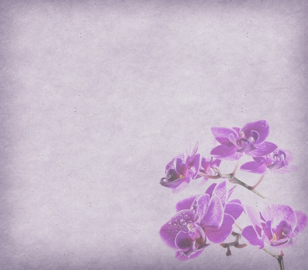 moth orchid design in grunge and retro style の写真素材