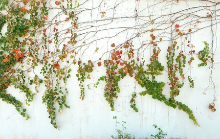 ivy leaves isolated on a white backgroundの写真素材