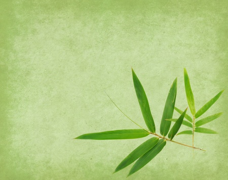 Grungy Background old paper with bamboo branchesの写真素材