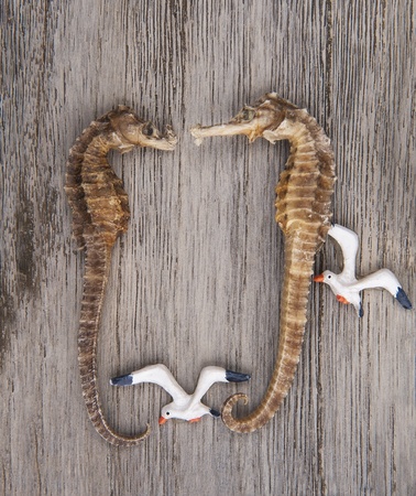 Sea Horseの写真素材