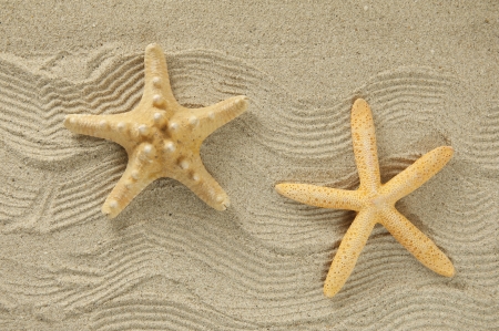 Sea frame with starfishesの写真素材