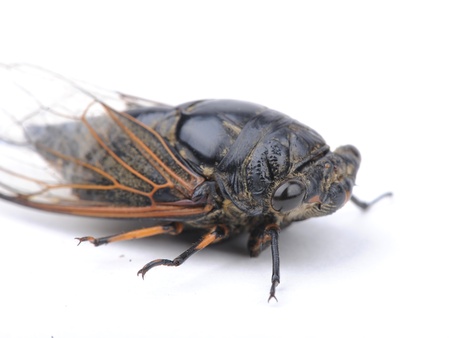 Cicada isolated on white backgroundの写真素材