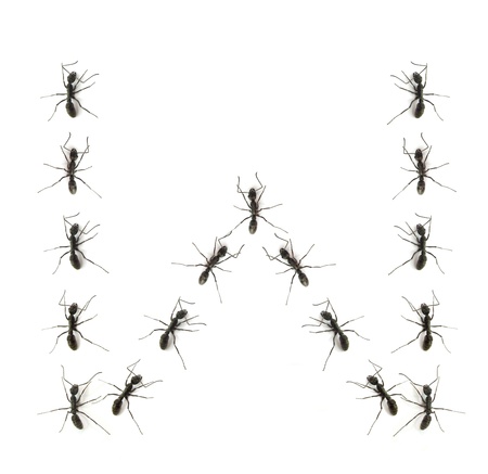 alphabet letters spelled by ant in lineの写真素材