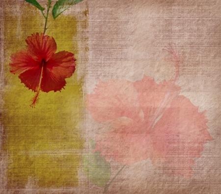 chinese hibisci Rosae-Sinensis Flower with set of abstract painted backgroundの写真素材